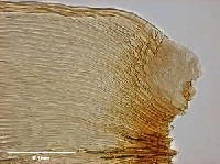 腐木苔屬藏品圖，第10張